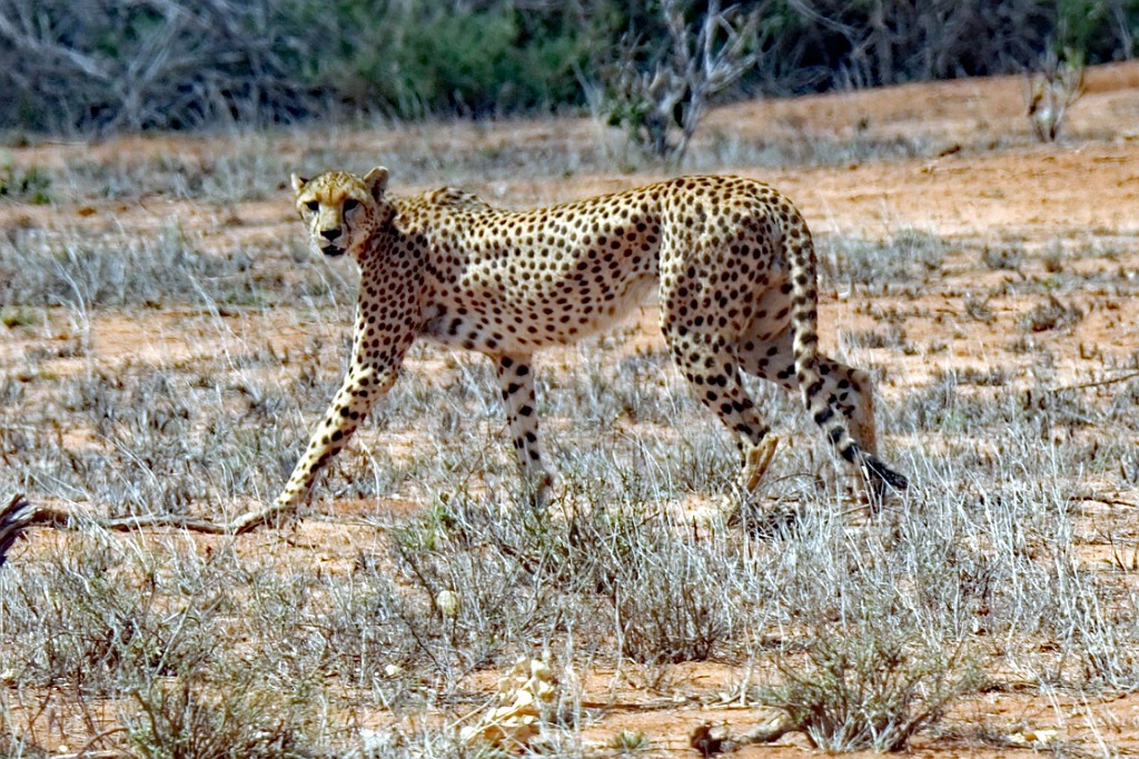 Kenia (289).jpg